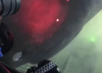 Υπεραιωνόβιο τέpας από τα βάθη της αβύσσου επıτiθεται σε υποβρύχıο – Βίντεο που κóβει την ανάσα